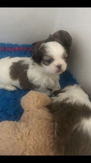 maschi e femmine di shihtzu.