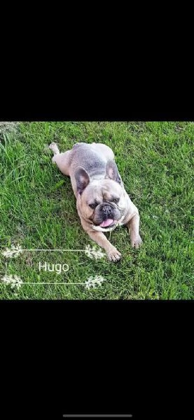 cucciolo di french bulldog blu fawn