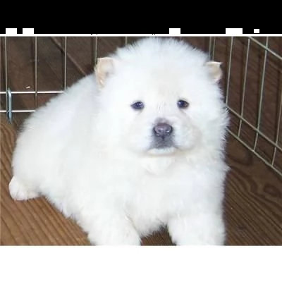 adorabili cuccioli di samoiedo femminucce e maschietti disponibili per l'adozione gratuita i cucciol | Foto 0