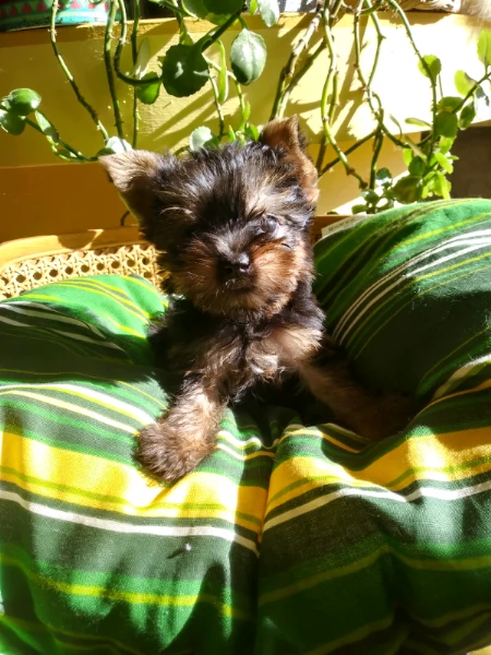 cuccioli di yorkshire mini toy visibili e disponibili tranquilli e attivissimi di 70 giorni maschi e
