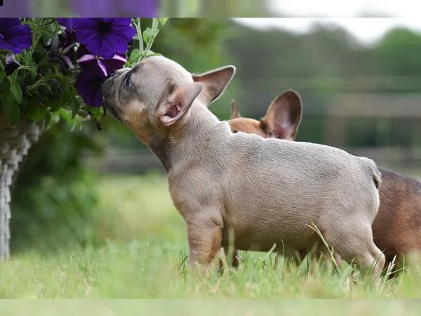 bulldog francese cuccioli pregiatissimi