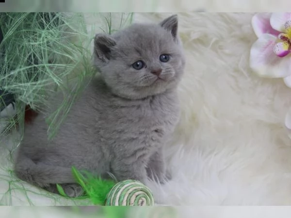 british shorthair cuccioli blu nati in casa