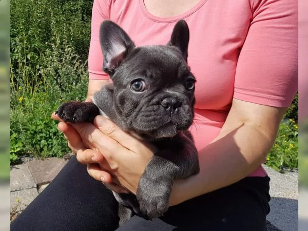 bellissimi e adorabili cuccioli di bulldog francese che fanno sesso sia  | Foto 0
