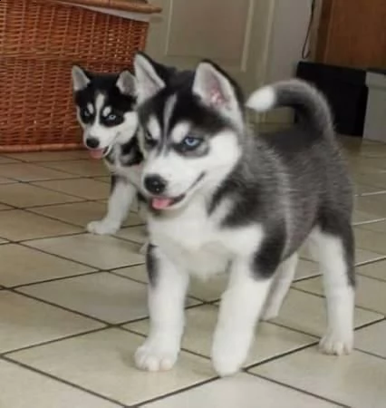 cucciolo di siberian husky##