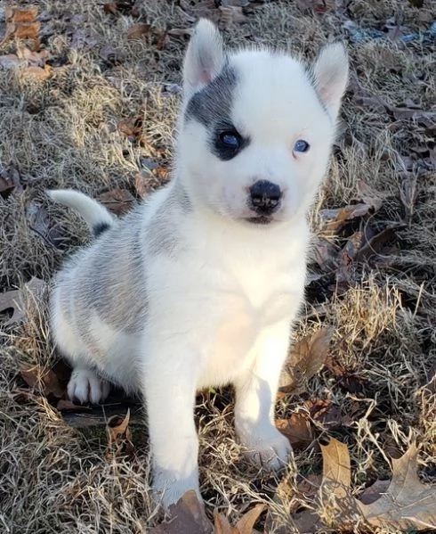 cucciolo di siberian husky ><?