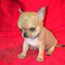 disponibili cuccioletti di chihuahua bellissimi ottimi e solari di 70 giorni 