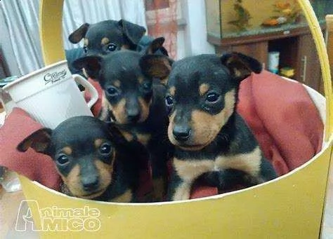 disponiamo cuccioli di pincher deutsche toy di 2 mesi e mezzo bellissimi e dolcissimi 