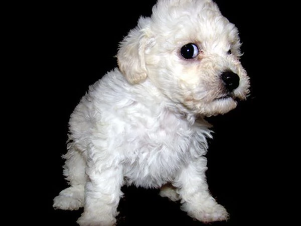 regalo shih-tzu  toy | Foto 0