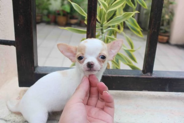   regalo cuccioli di chihuahua | Foto 0