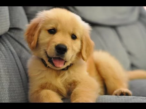  regalo cuccioli di labrador 