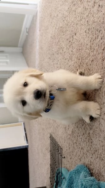  regalo cuccioli di labrador  | Foto 0