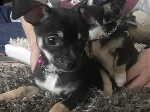 regalo cuccioli di chihuahua mini toy in italia