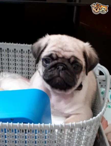 disponibili bellissimi cuccioli di carlino