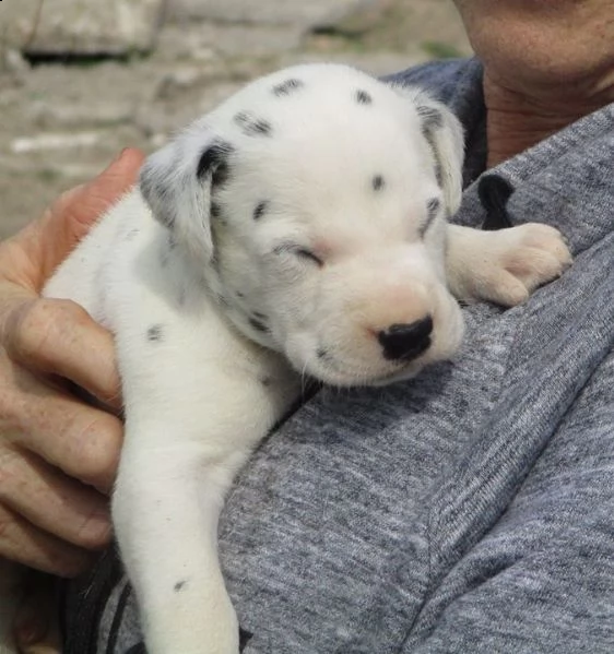 cucciolo di dalmatian  i