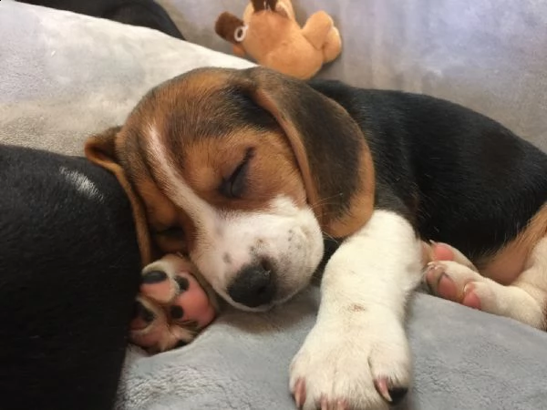 bellissimi cuccioli di beagle | Foto 0