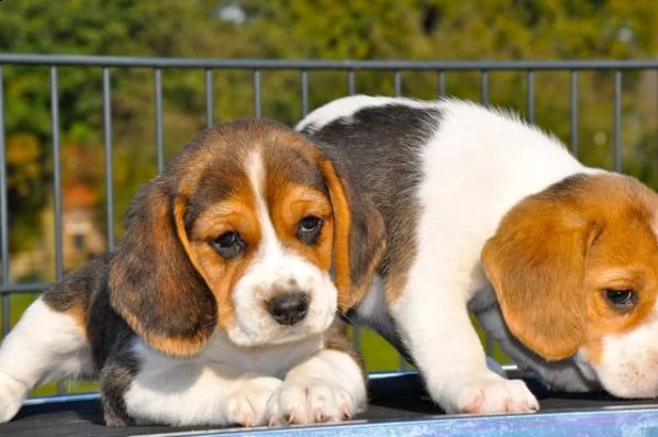 bellissimi cuccioli di beagle