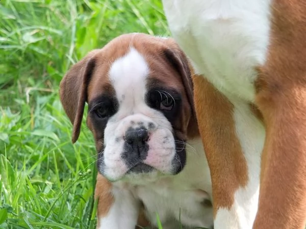 stupendi cuccioli di boxer