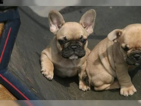 bouledogue francese diversi colori
