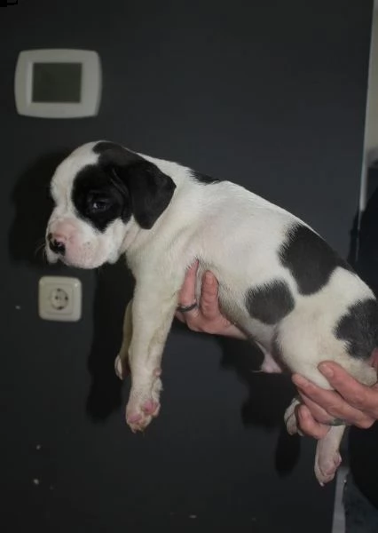 cuccioli bulldog americano, 3 mesi | Foto 2