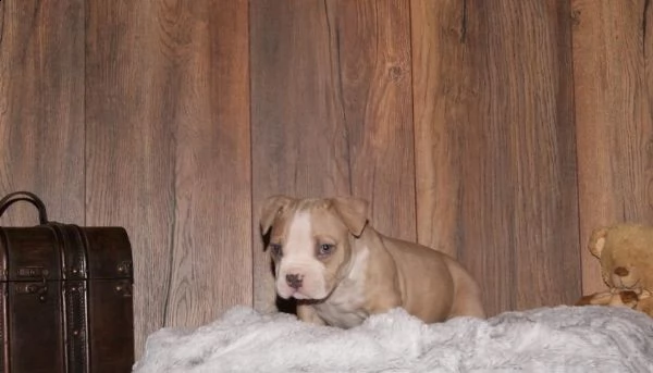 cuccioli bulldog americano, 3 mesi | Foto 1