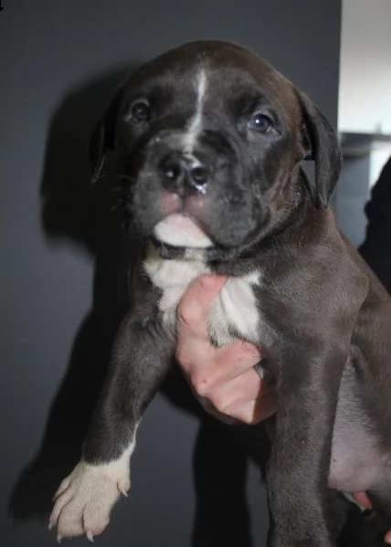 cuccioli bulldog americano, 3 mesi | Foto 0