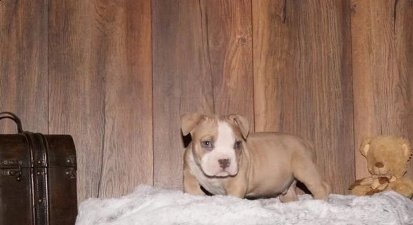 cuccioli bulldog americano, 3 mesi