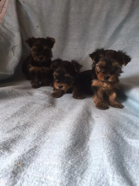 yorkshire terrier toy 