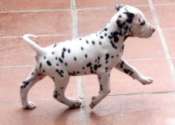 adorabili cuccioli di dalmata femminucce e maschietti disponibili 