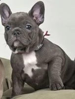 ottimi cuccioli di bulldog francese | Foto 2