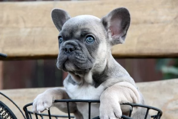 ottimi cuccioli di bulldog francese | Foto 1