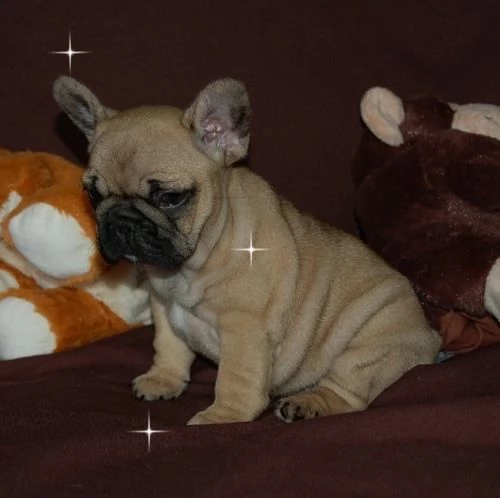 ottimi cuccioli di bulldog francese | Foto 0