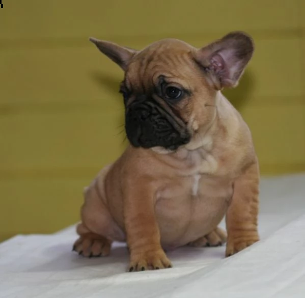 ottimi cuccioli di bulldog francese