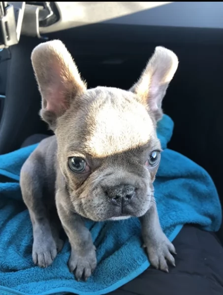 bellissimi cuccioli di bulldog francese | Foto 2