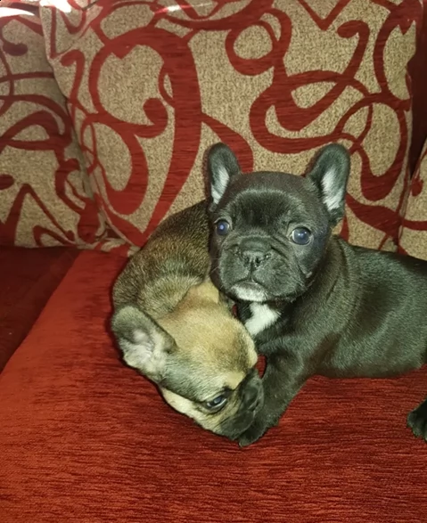 bellissimi cuccioli di bulldog francese | Foto 1