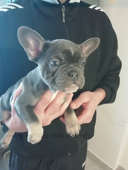 bellissimi cuccioli di bulldog francese