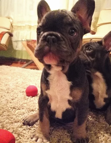 bellissimi cuccioli di bulldog francese | Foto 0