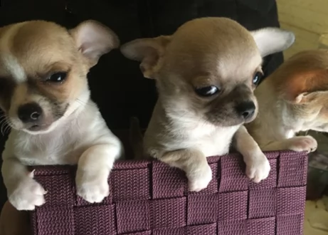 cuccioli di bellissimi chihuahua