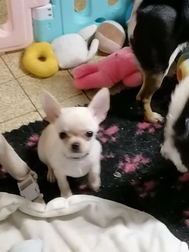 cuccioli di bellissimi chihuahua | Foto 2