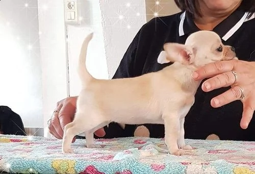 cuccioli di bellissimi chihuahua | Foto 1