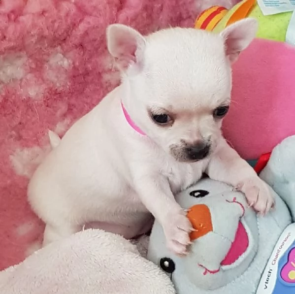cuccioli di bellissimi chihuahua | Foto 0