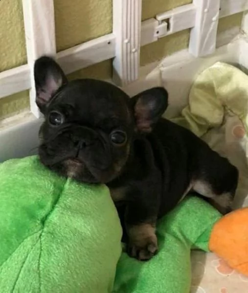 bellissimo cucciolo di bulldog francese rassa pura ha il microchip e pedigree ha fatto la prima vacc