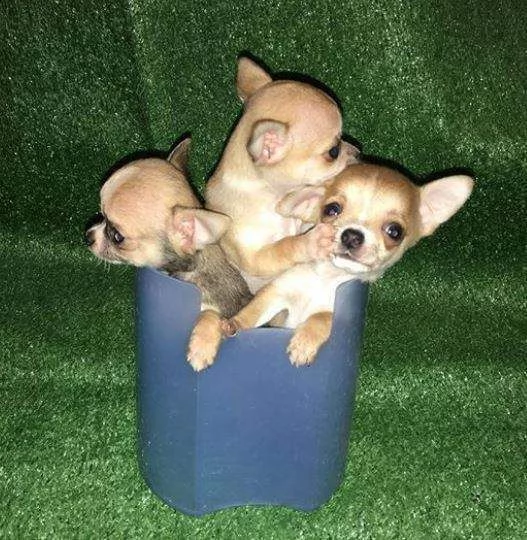 affettuosi cucciolini chihuahua toy purissimi sanissimi di 2 mesi e mezzo