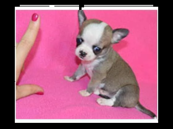 cucciolo di chiwawa mini mini toy perfettissimi inteligentissimi e originalissimi 