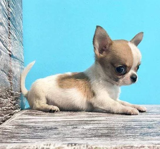disponibili cuccioli chihuahua toy solarissimi e perfettissimi di 70 giorni 