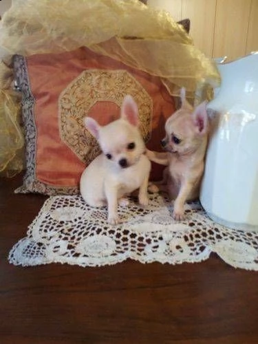 disponiamo cuccioli di chihuahua toy originalissimi e perfettissimi 