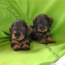 adorabili cuccioli di bassotto femminucce e maschietti disponibili per l'adozione cuccioli sono vacc