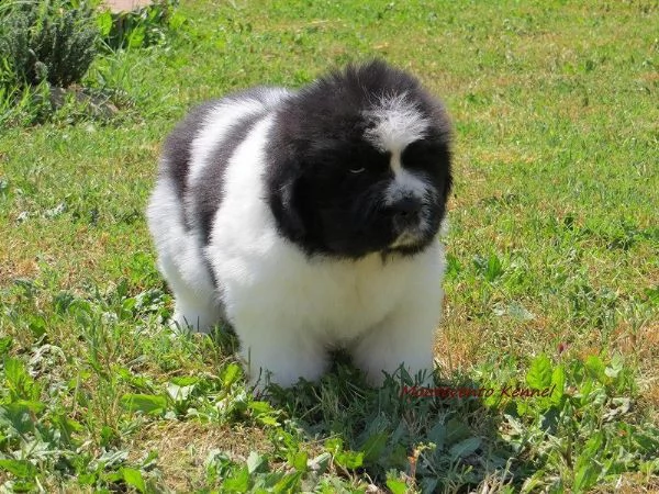 adorabili cuccioli di weimaraner femminucce e maschietti disponibili per l'adozione cuccioli sono va