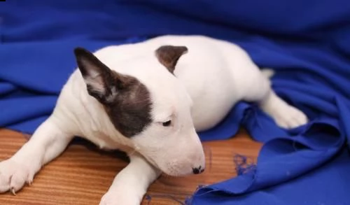 maschio e femmina cucciolo bulll terrier