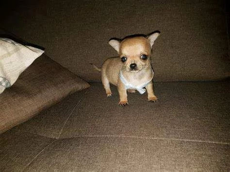 stupendi cuccioli di chihuahua di 2 mesi e mezzo bellissimi e 