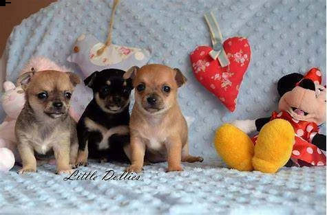 cuccioli di pincher chiwawa mini toy di circa 2 mesi e mezzo italiani 